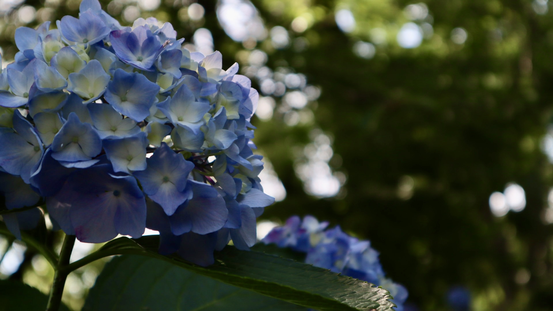 医王寺の青い紫陽花クローズアップ