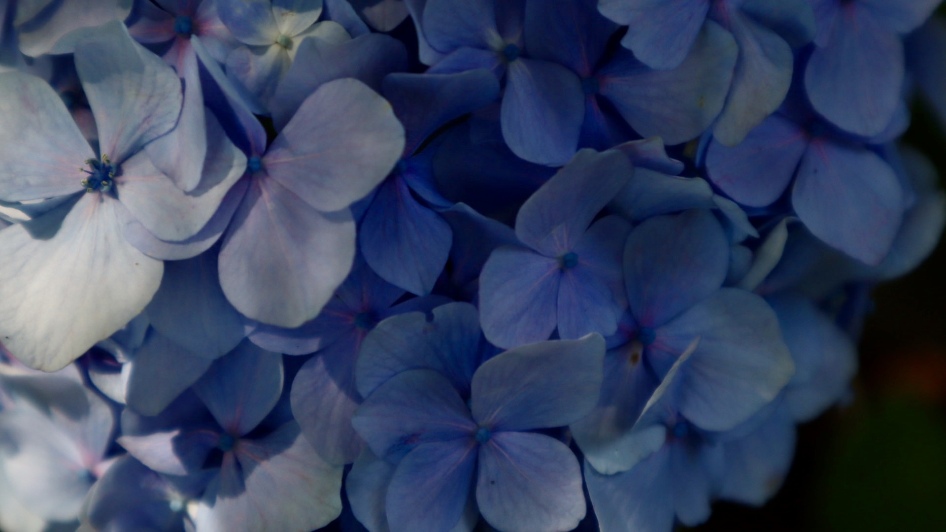 医王寺の紫陽花マクロ