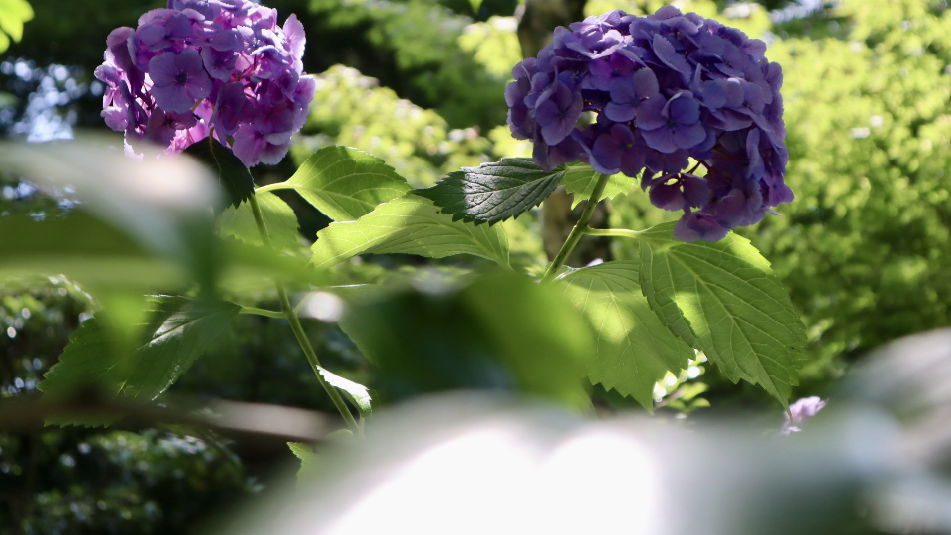 医王寺の紫の紫陽花クローズアップ