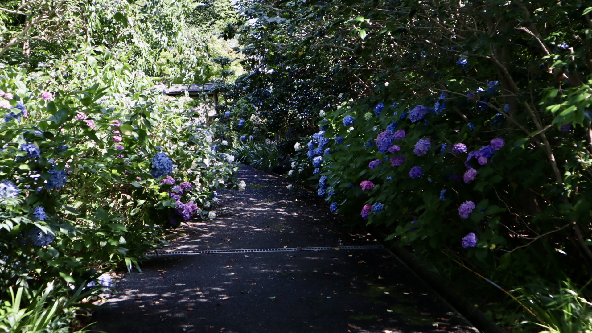 医王寺の参道に咲く紫陽花