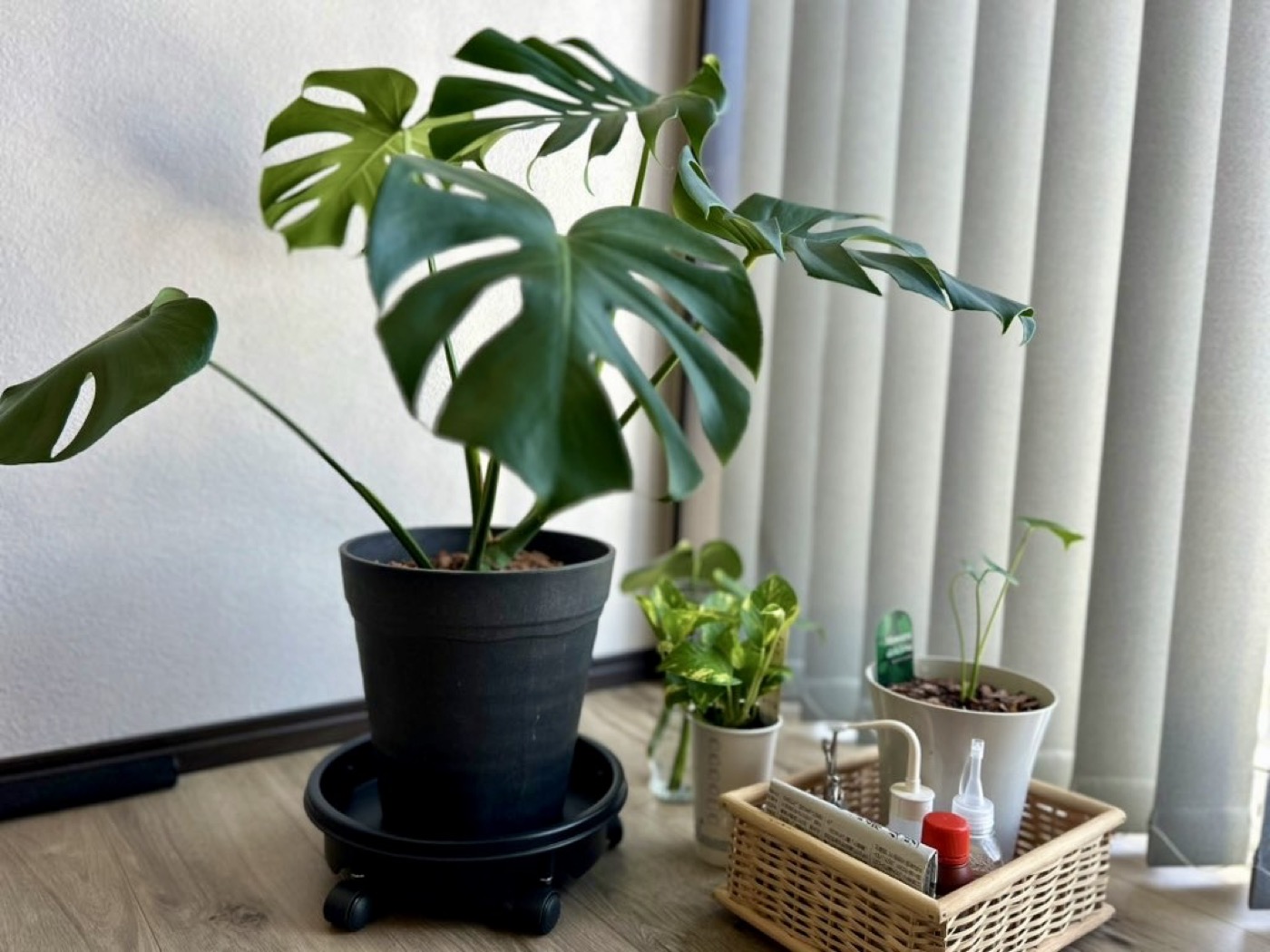窓辺に置かれた元気に育ったモンステラなどの観葉植物