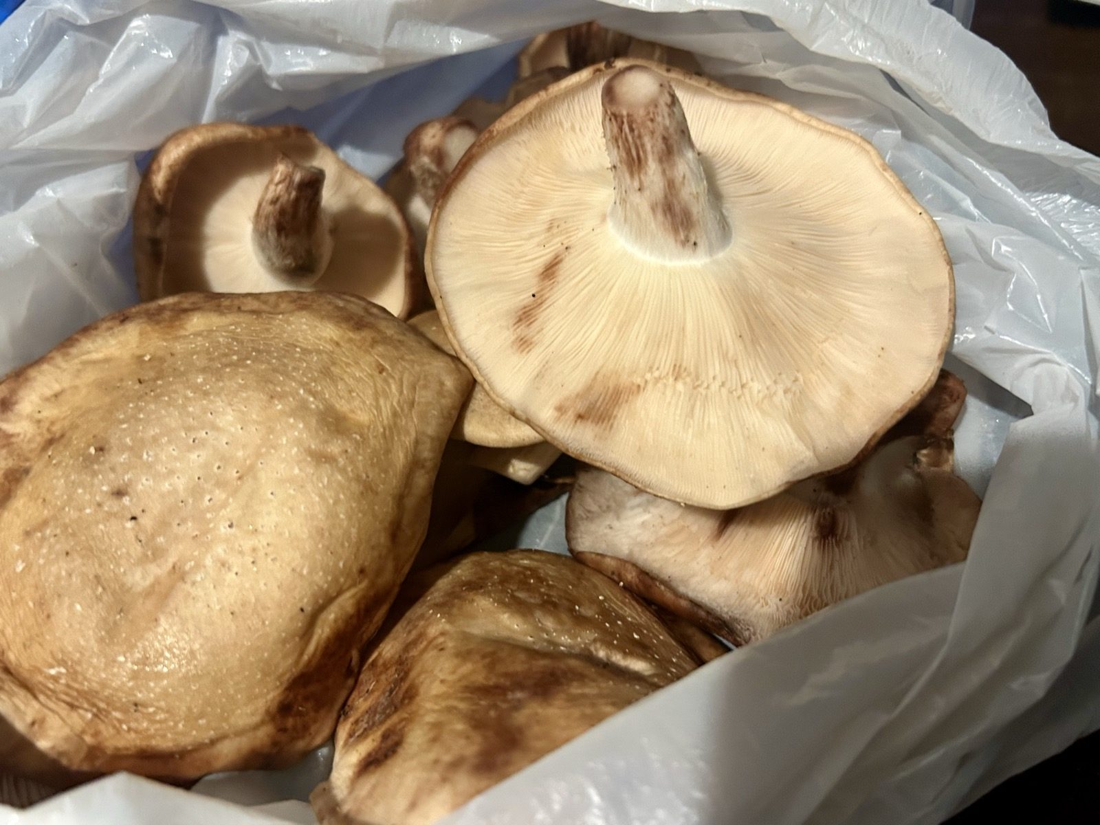 ビニール袋に入った、かさの大きな椎茸